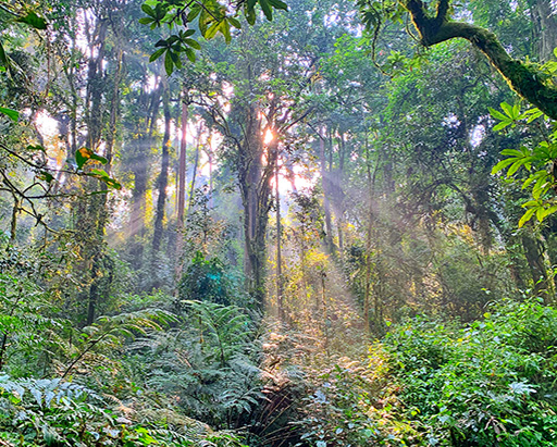 Nyungwe National Park - Rainforest