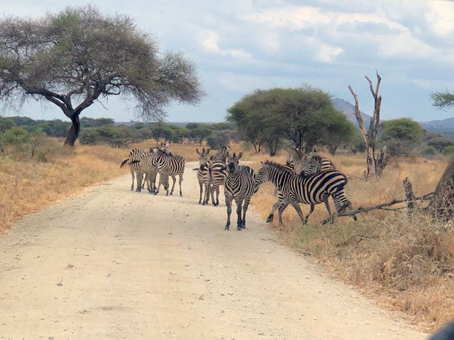 Zebra in Tanzania, by Sharon C