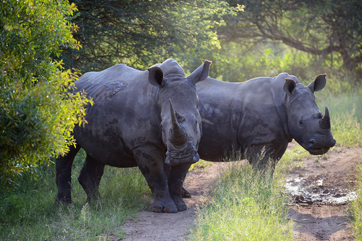 Black Rhinos