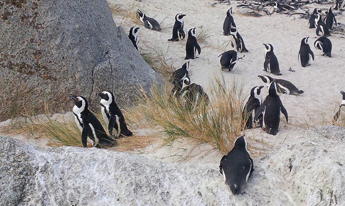 African Penguins