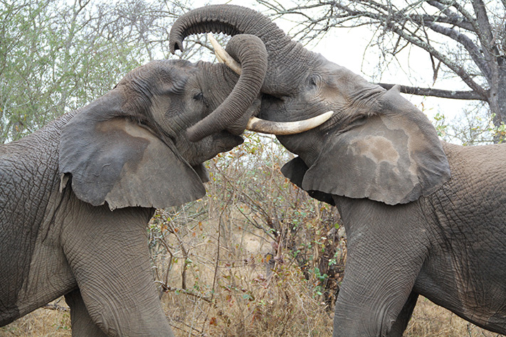 African Elephants