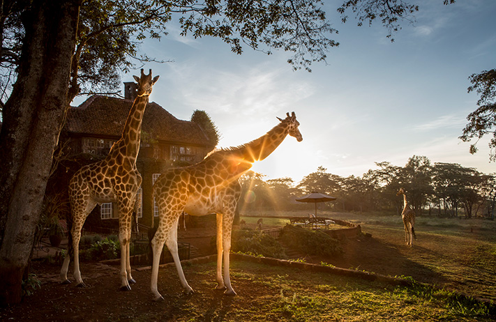 Rothschild Giraffes