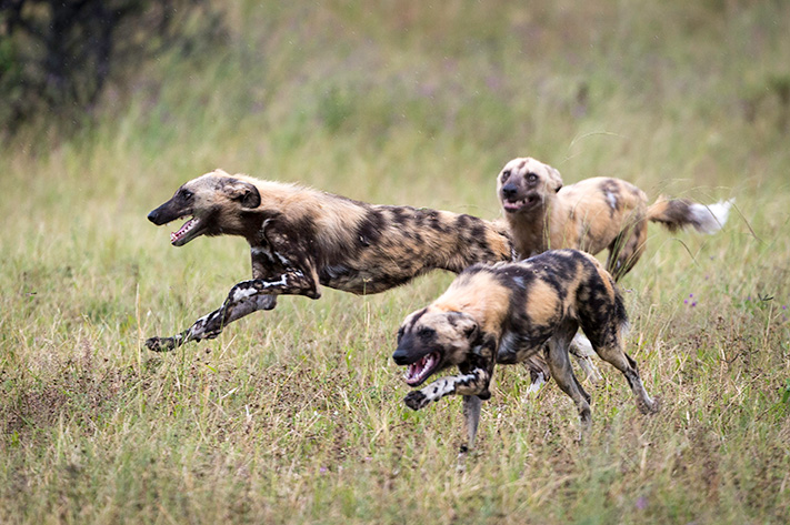 African Wild Dogs