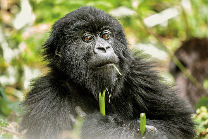 Mountain Gorillas