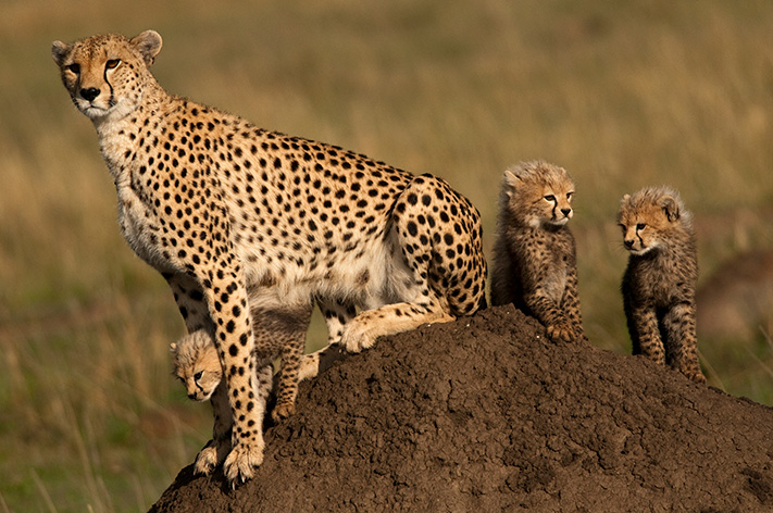 Cheetahs