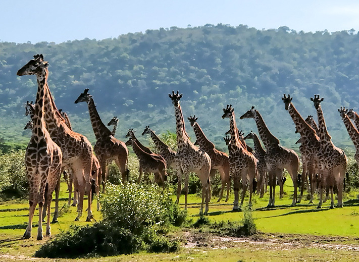 Wildlife near Ngorongoro Crater