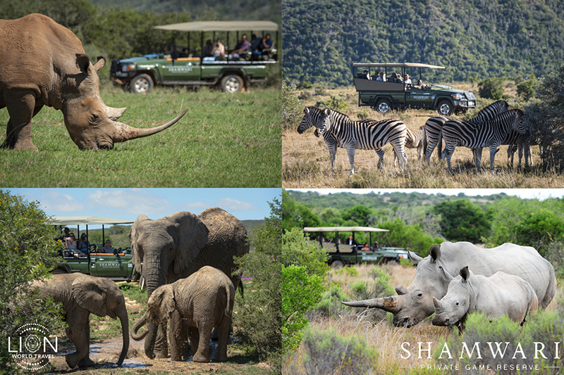 Shamwari Game Drive Collage