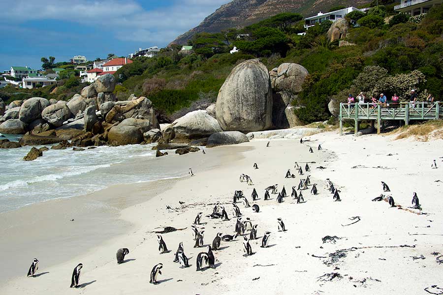 African Penguins