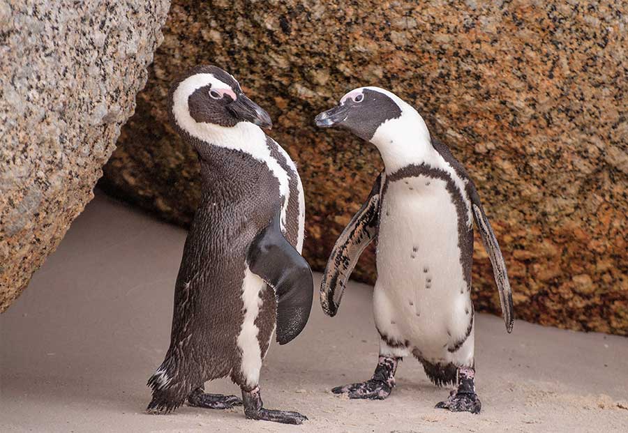 African Penguins