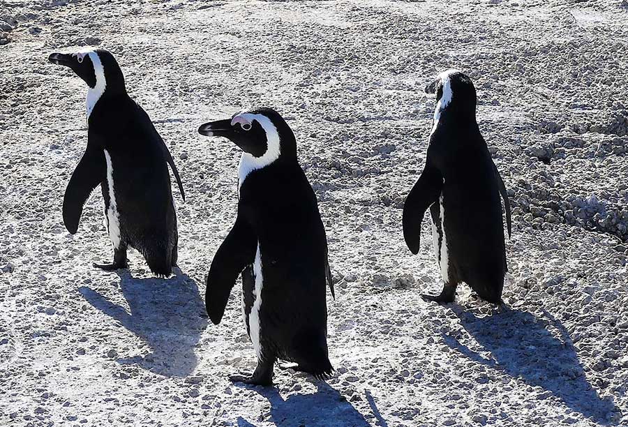 African Penguins