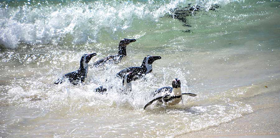 African Penguins