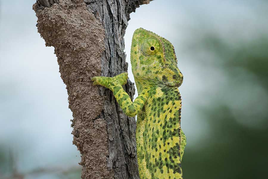 Chameleon in Africa