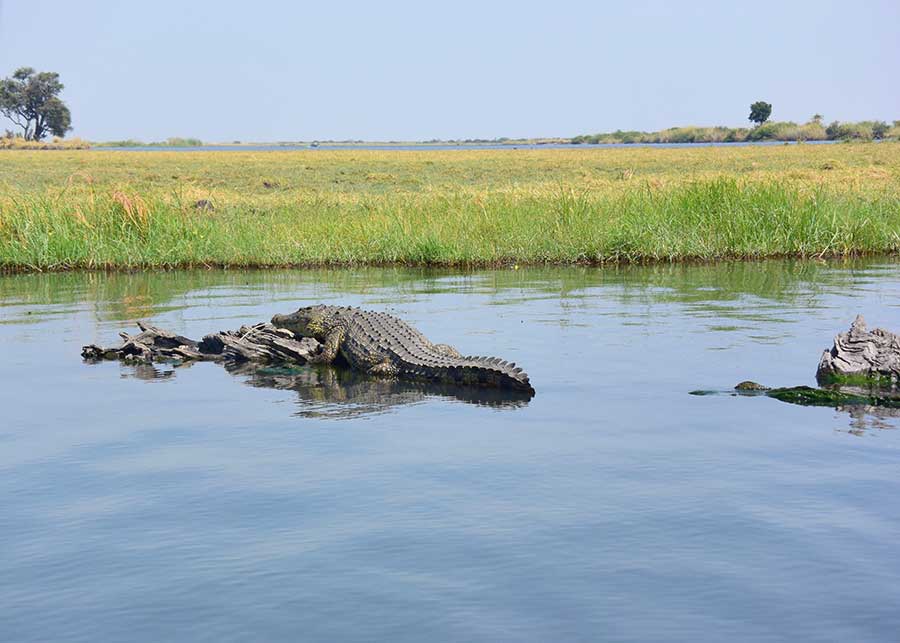 Crocodile in Africa by Stan Falkenstein