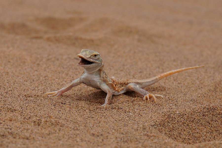 Lizard in Africa