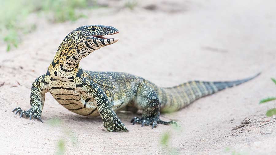 Monitor Lizard in Africa