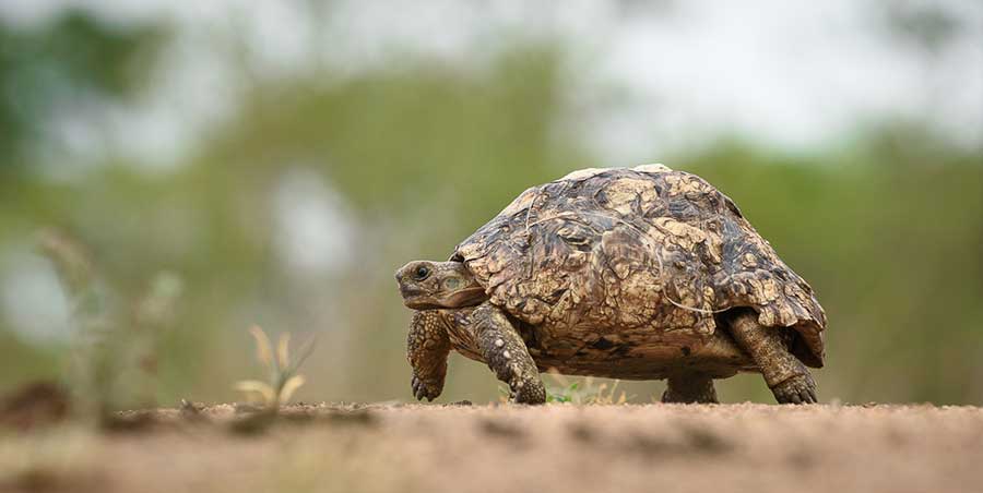 Tortoise in Africa