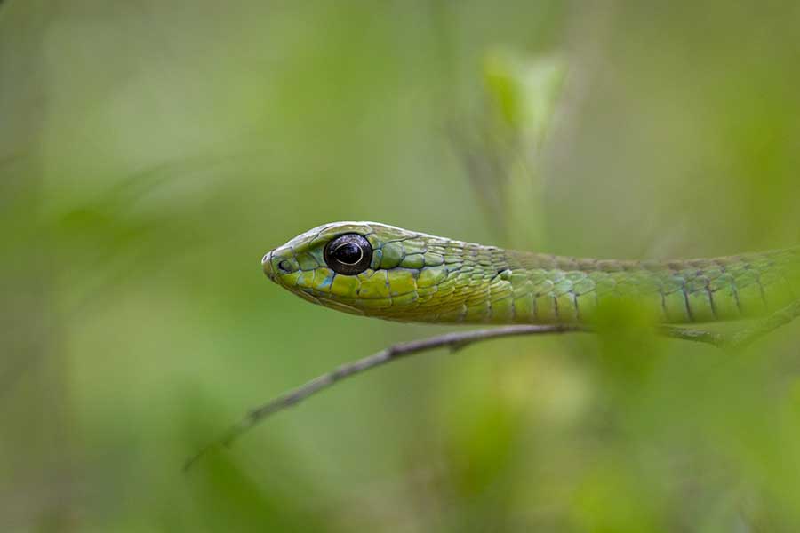 Snake at Sabi Sabi