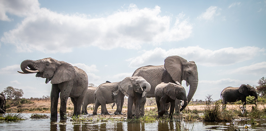 Elephants