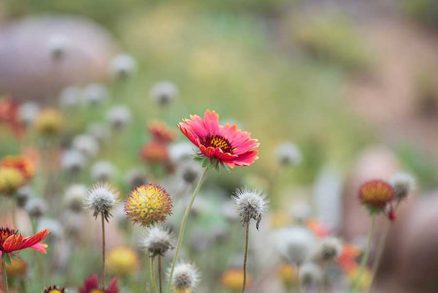 African flowers, by Allen Galiza