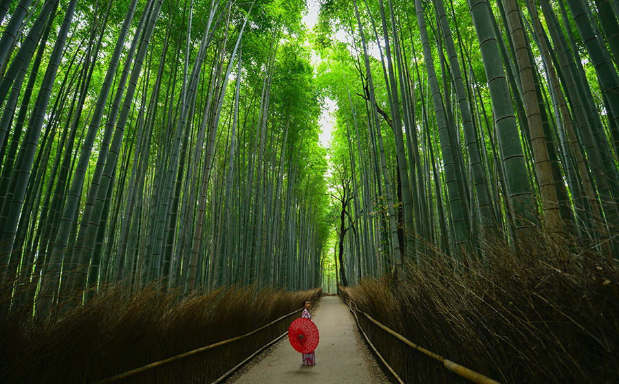 Bamboo Forest – Walter Mario Stein