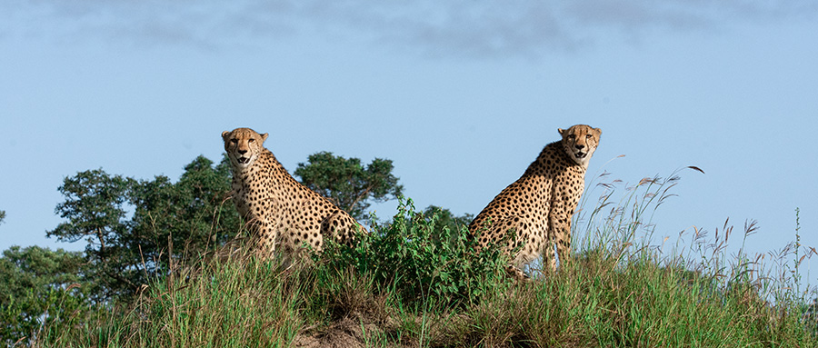 Cheetahs on the lookout