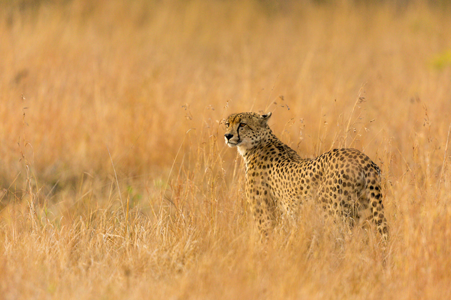 Cheetah in the grass