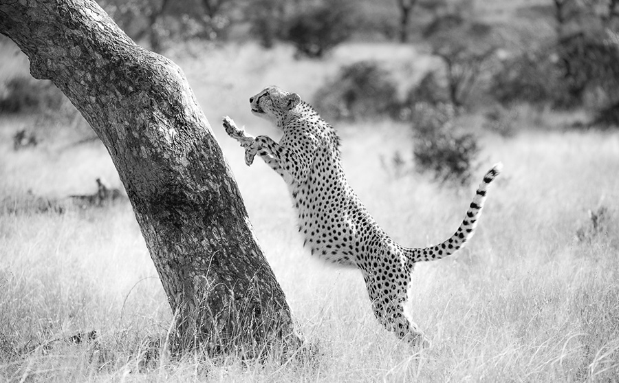 Cheetah jumping