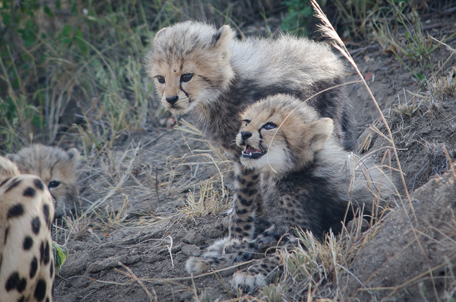 Cheetah Cubs