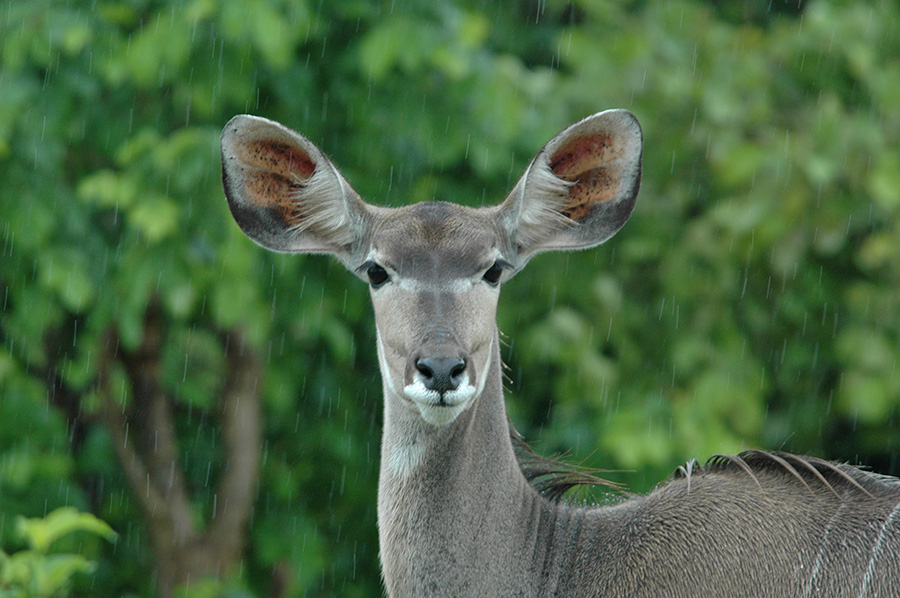 Chobe Green Season