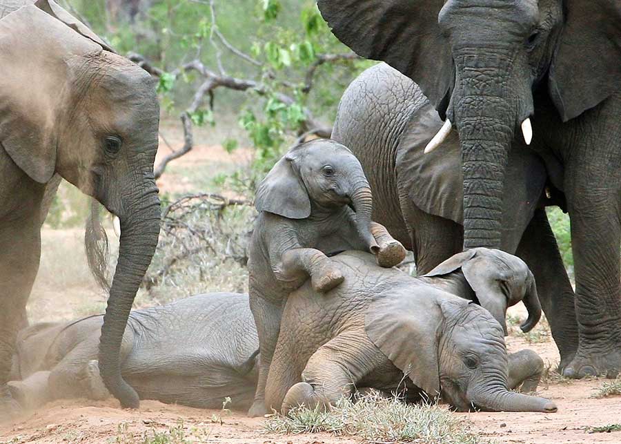 Elephant babies playing, Aleja Telluride
