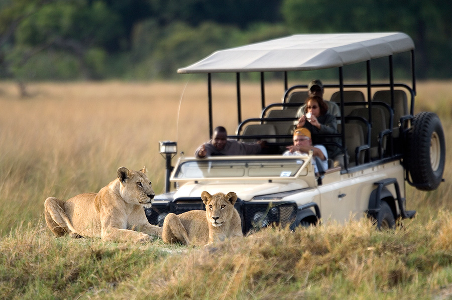 Game Drive in Africa - Dana Allen