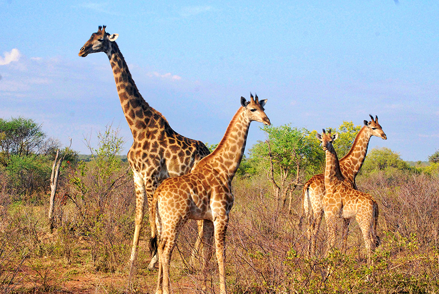 Giraffe Family by David Long