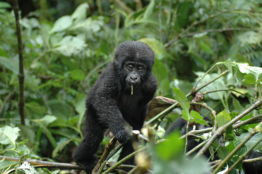 Baby Gorilla