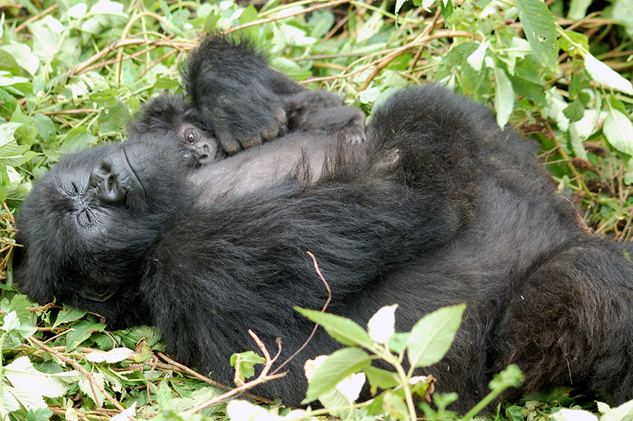 Mom and Baby Gorilla