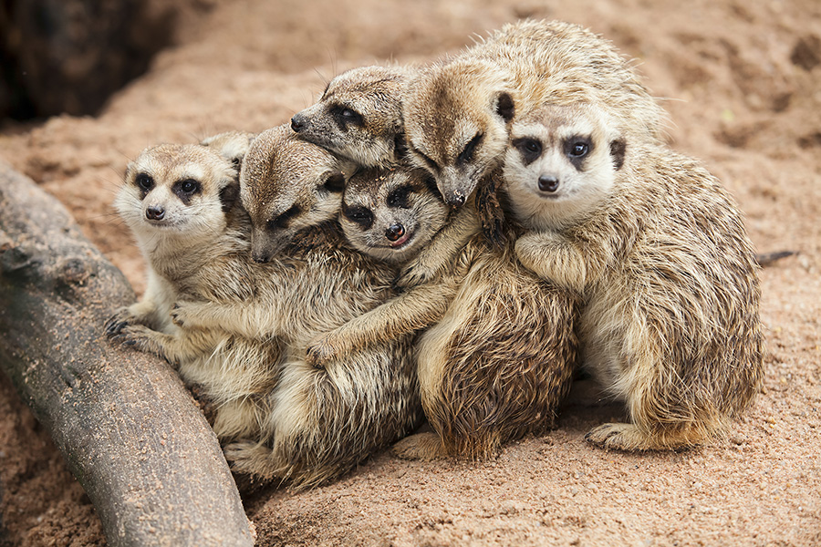 Botswana is a great destination to see Meerkats