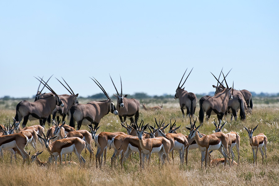 Sable Antelope in Botswana