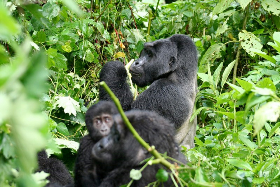 Silverback Family