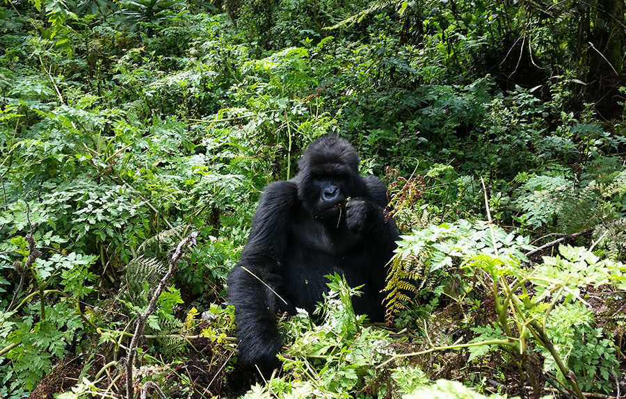 Gorilla in Volcanoes National Park