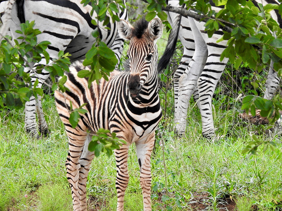 Baby Zebra by Kate Berg