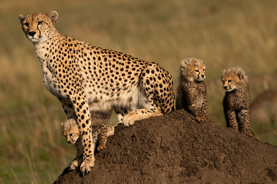 Cheetah Family