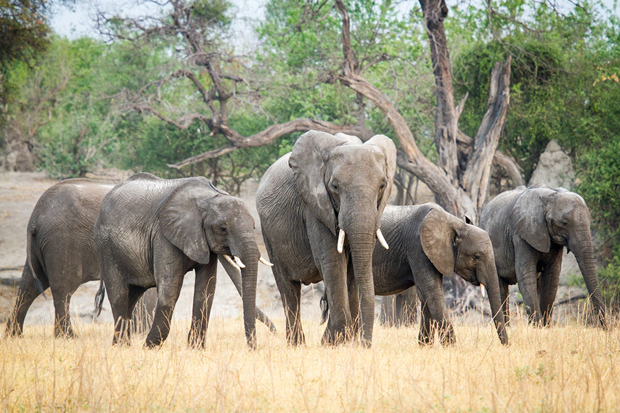 Herd of Elephants in Botswana