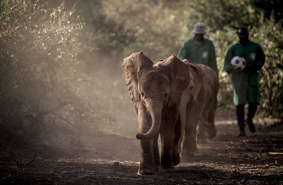 Elephants at the Sheldrick Wildlife Trust