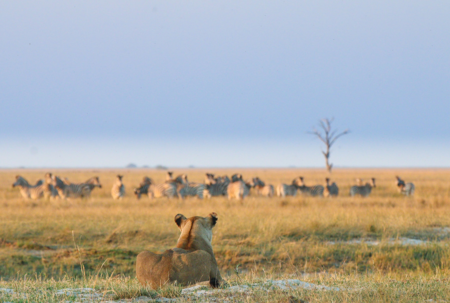 Lion watching Zebra in Chobe National Park, Botswana