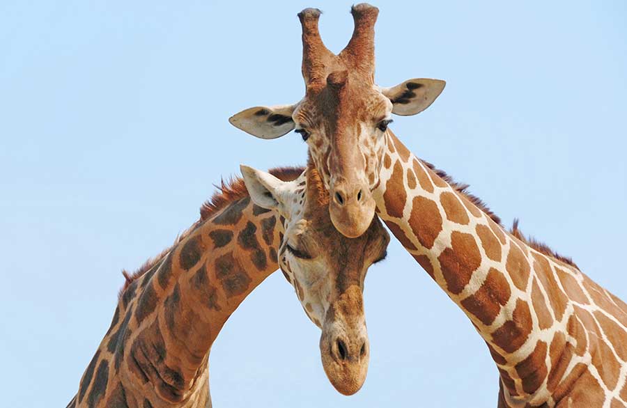 Giraffes in Love