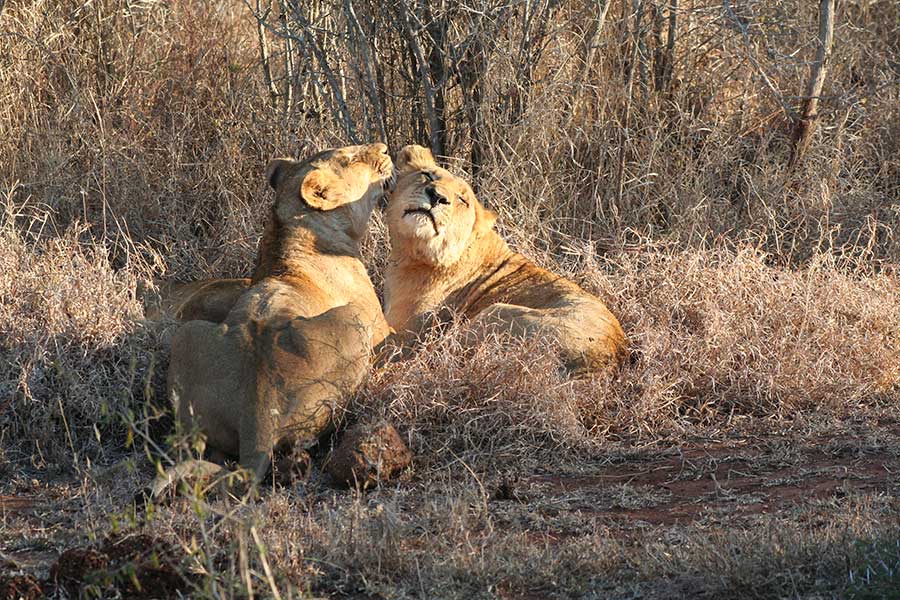 Lion Love, by Terri J