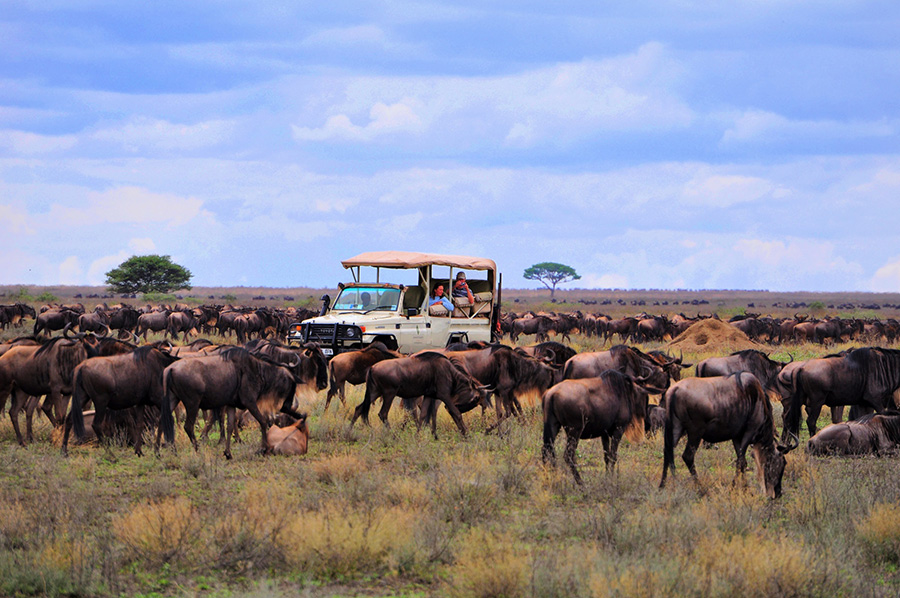Migration in Green Season
