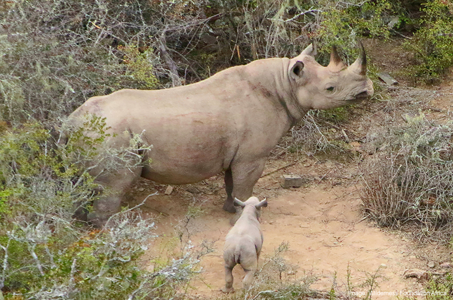 Queenie and her baby