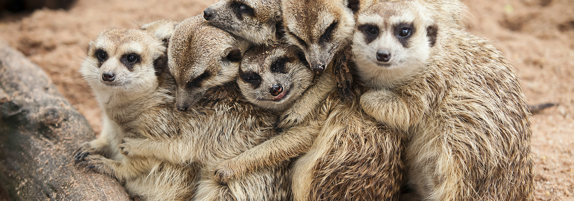 Meerkat Family