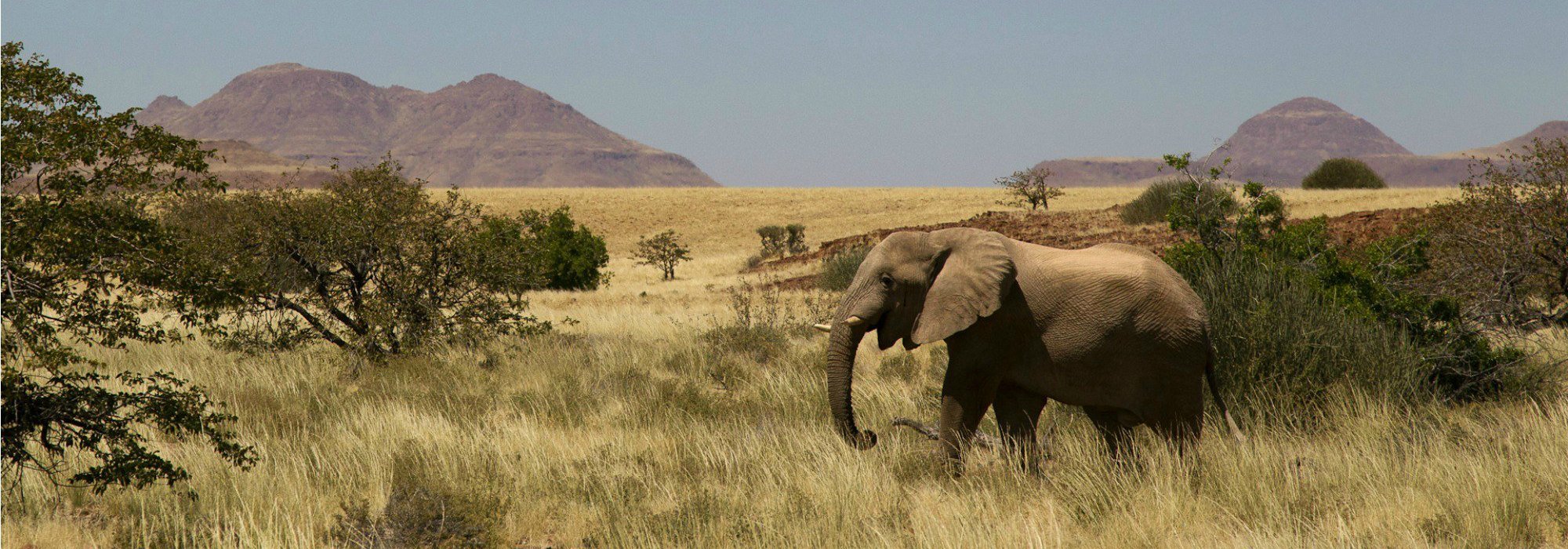 Namibia Desert adapted elephants