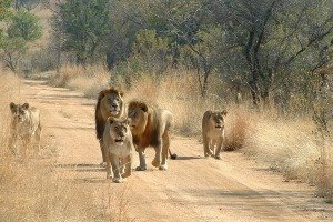 Encounter Lions on safari Lions on an African safari